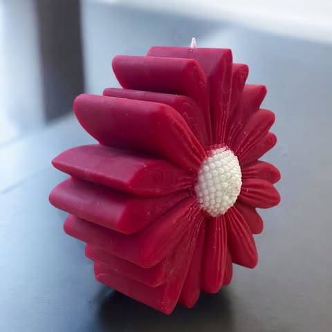 Marguerite Colorée